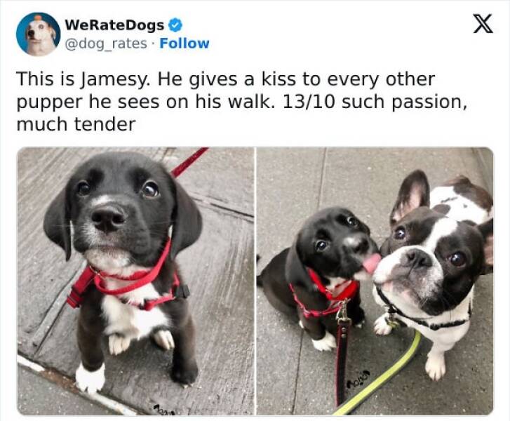 Memes For Dog Owners