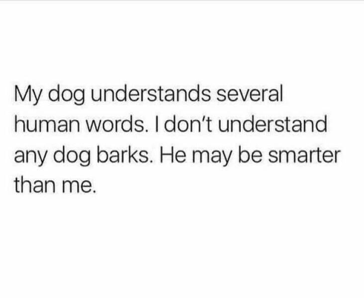 Memes For Dog Owners