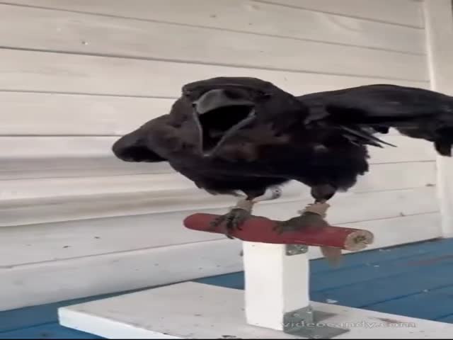 Crows Also Clean Berries Before Eating Them