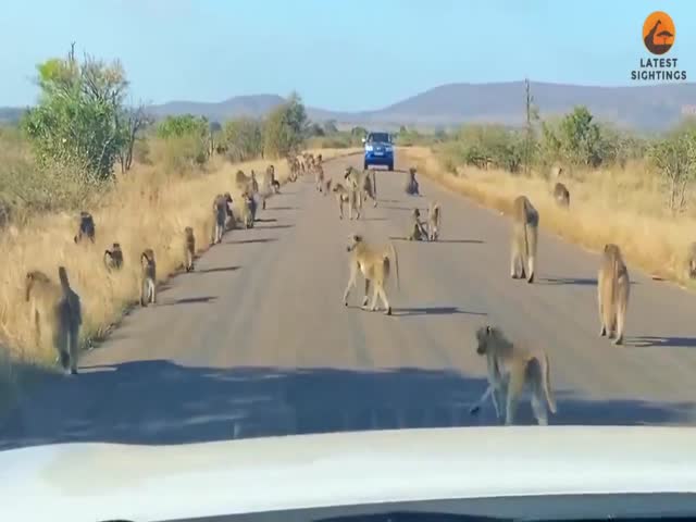 Dont Mess With Baboons