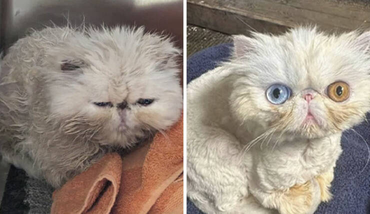 Heartwarming Photos Of Rescued Pets Finding Their Forever Homes