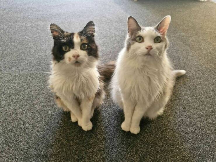 Heartwarming Photos Of Rescued Pets Finding Their Forever Homes