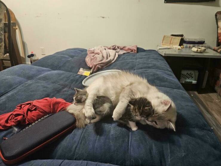 Heartwarming Photos Of Rescued Pets Finding Their Forever Homes
