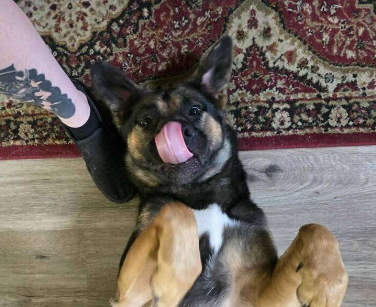 Heartwarming Photos Of Rescued Pets Finding Their Forever Homes