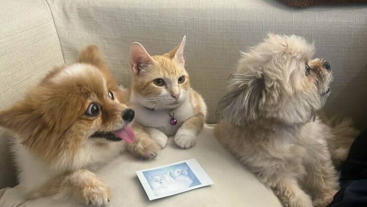 Heartwarming Photos Of Rescued Pets Finding Their Forever Homes