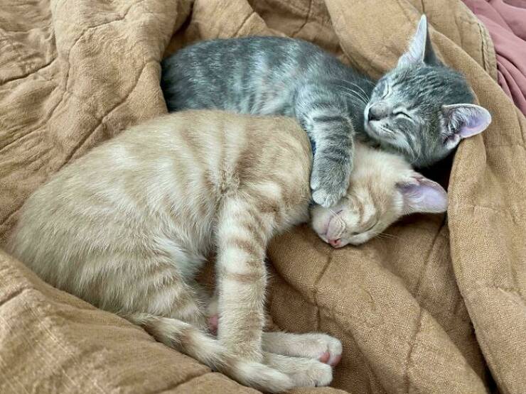 Heartwarming Photos Of Rescued Pets Finding Their Forever Homes