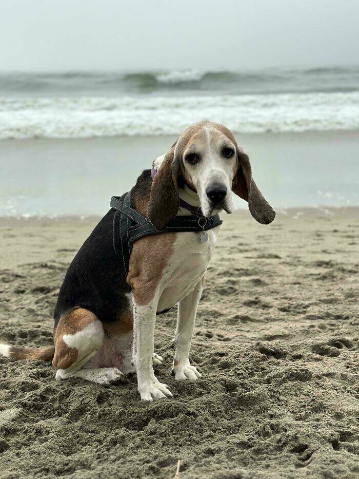 Heartwarming Photos Of Rescued Pets Finding Their Forever Homes