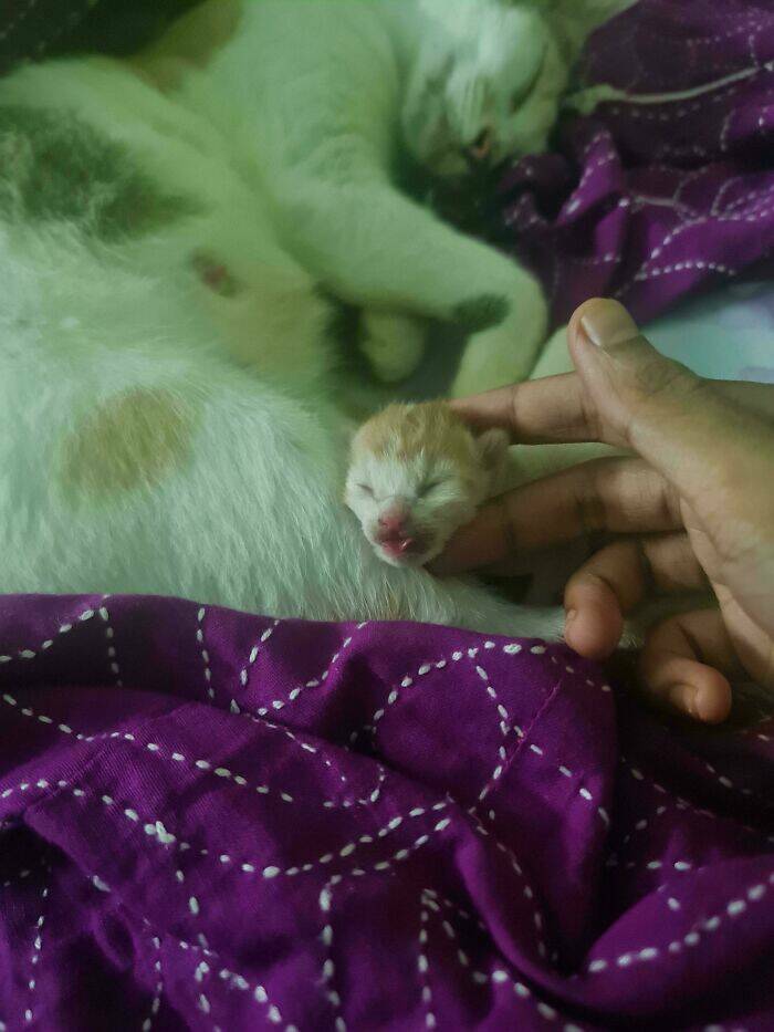Heartwarming Photos Of Rescued Pets Finding Their Forever Homes