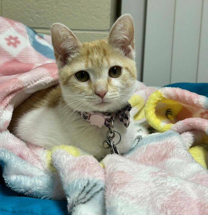 Heartwarming Photos Of Rescued Pets Finding Their Forever Homes