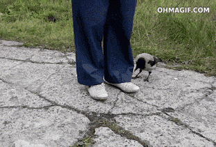 Daily Gifdump