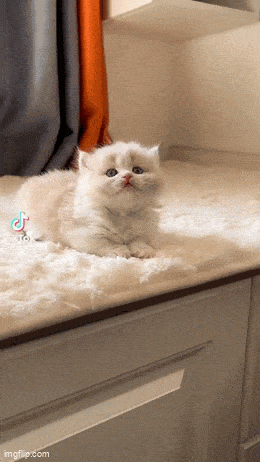 Daily Gifdump