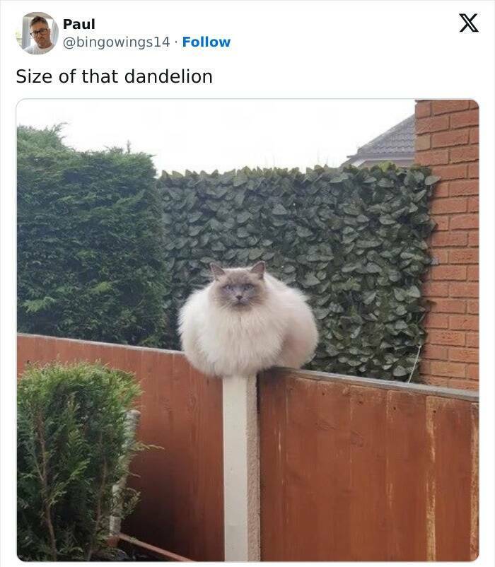 Classic British Humor In Meme Form To Crack You Up