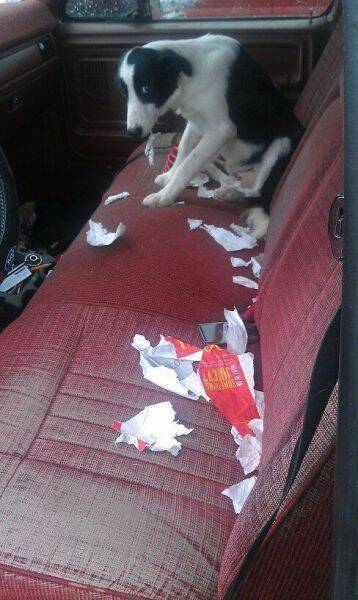 Daily Picdump