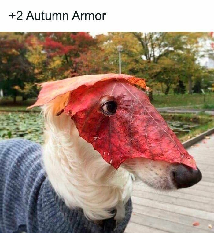 Fall Memes That Embrace Autumn’s Vibes