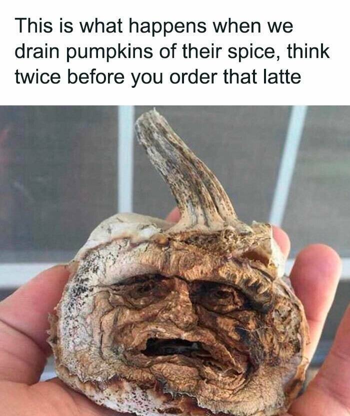 Fall Memes That Embrace Autumn’s Vibes