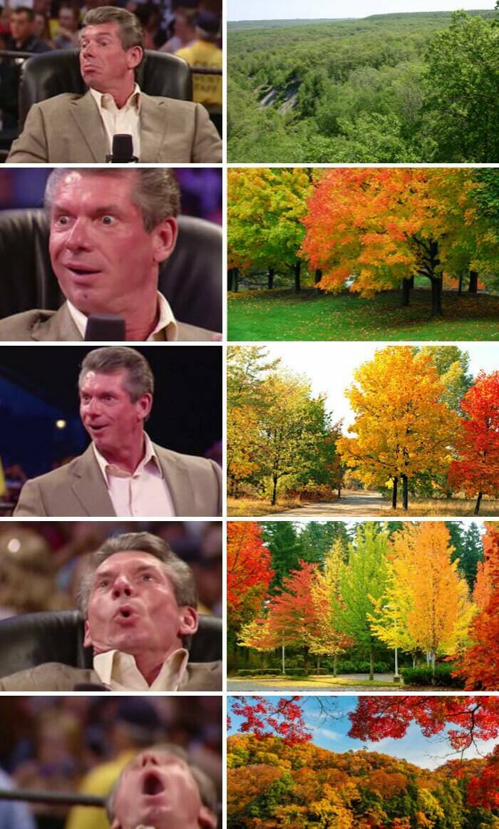 Fall Memes That Embrace Autumn’s Vibes