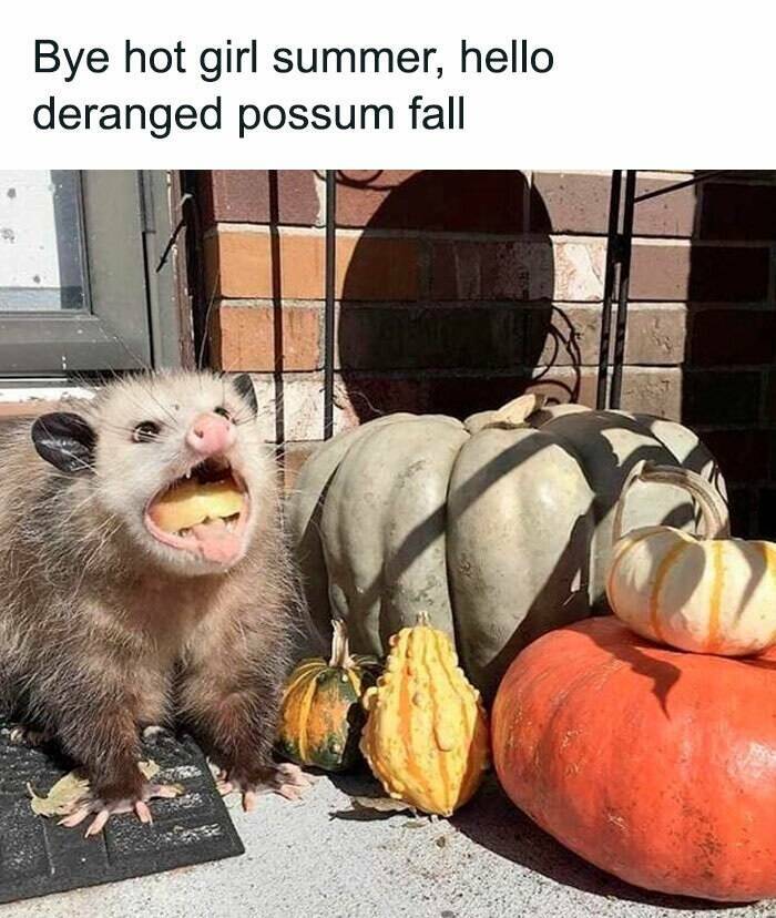 Fall Memes That Embrace Autumn’s Vibes