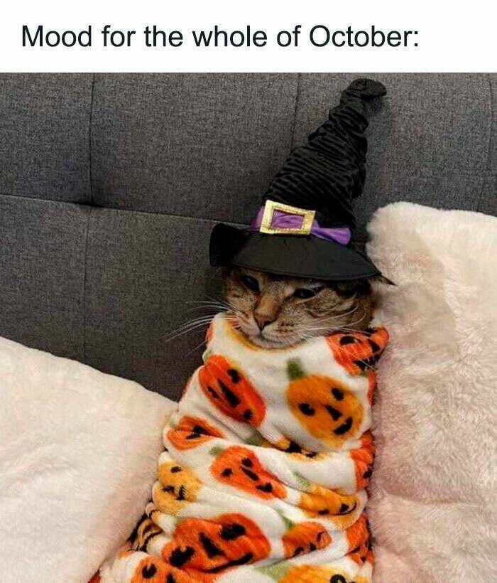 Fall Memes That Embrace Autumn’s Vibes