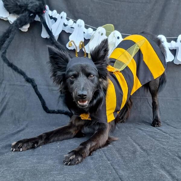 Pawsitively Adorable Dog Costumes That Stole Halloween