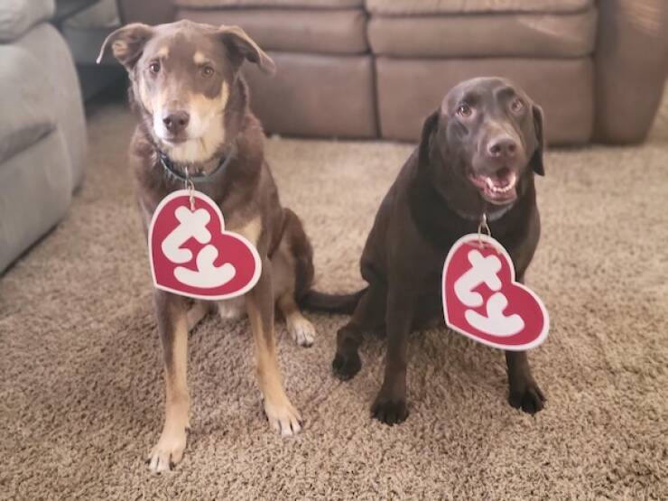 Pawsitively Adorable Dog Costumes That Stole Halloween