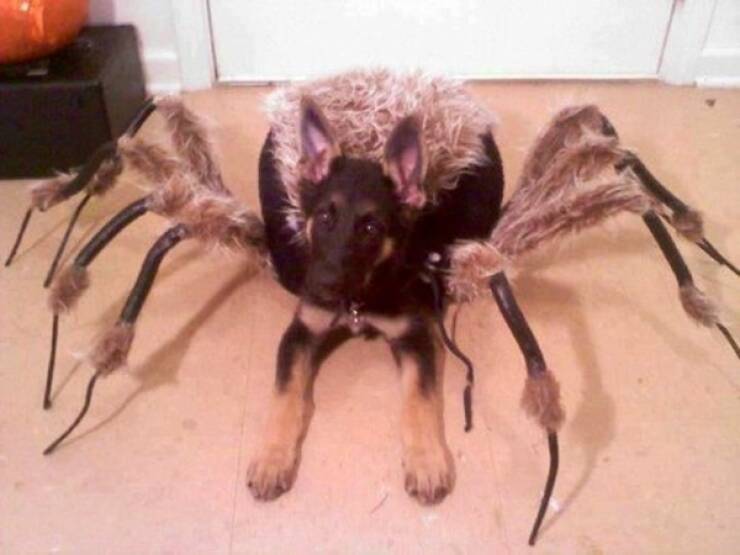 Pawsitively Adorable Dog Costumes That Stole Halloween