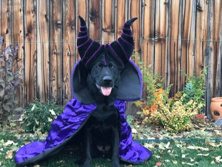 Pawsitively Adorable Dog Costumes That Stole Halloween