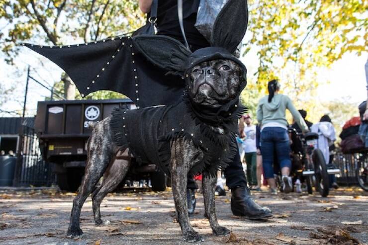 Pawsitively Adorable Dog Costumes That Stole Halloween