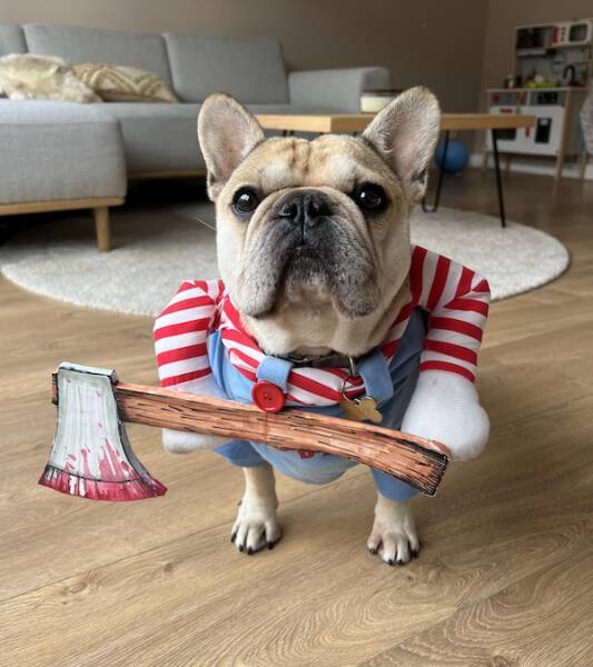 Pawsitively Adorable Dog Costumes That Stole Halloween