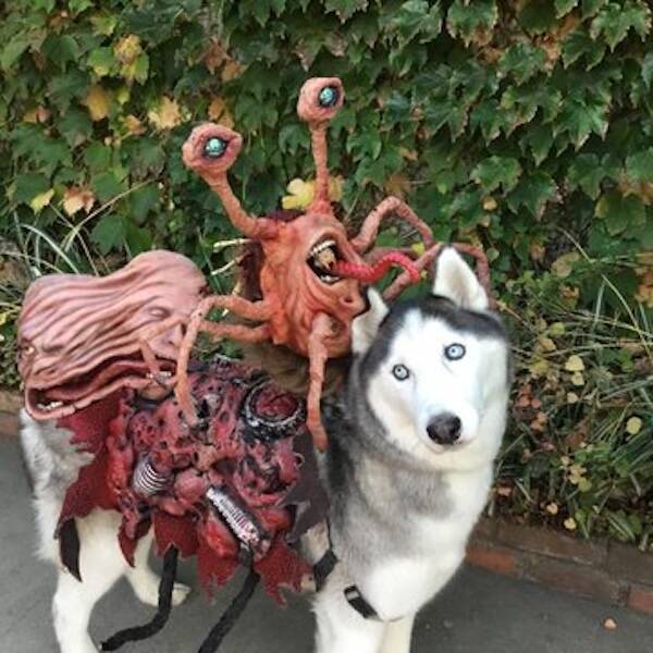 Pawsitively Adorable Dog Costumes That Stole Halloween