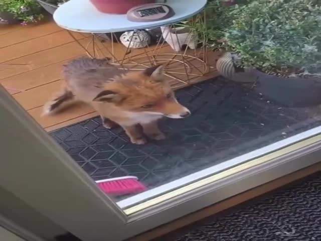 The Woman Fed A Fox, And The Next Day It Brought Friends