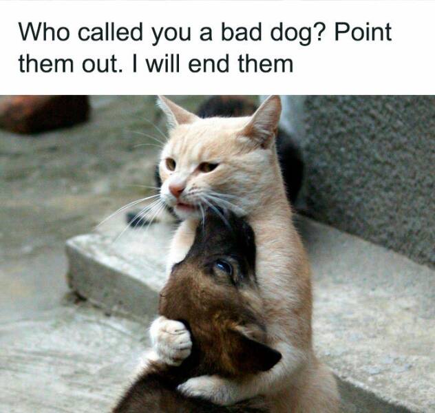 Adorable Cat Memes Guaranteed To Make You Smile