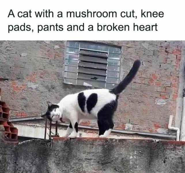 Adorable Cat Memes Guaranteed To Make You Smile