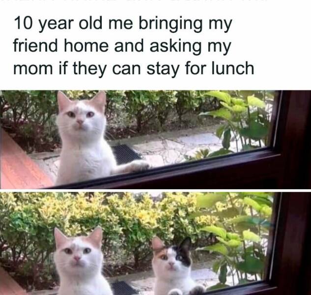Adorable Cat Memes Guaranteed To Make You Smile