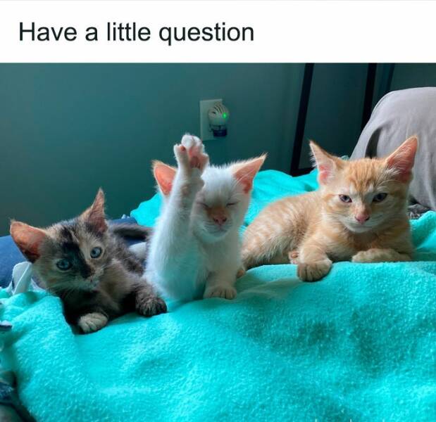 Adorable Cat Memes Guaranteed To Make You Smile