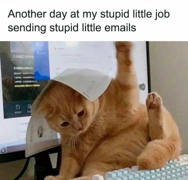 Adorable Cat Memes Guaranteed To Make You Smile