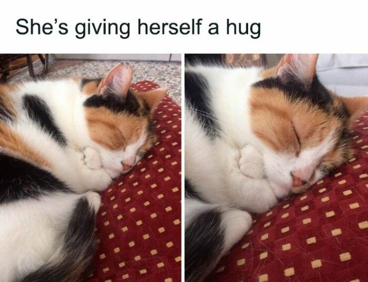 Adorable Cat Memes Guaranteed To Make You Smile