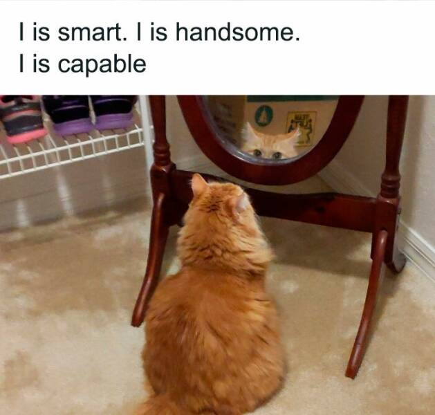 Adorable Cat Memes Guaranteed To Make You Smile
