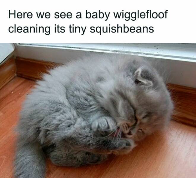 Adorable Cat Memes Guaranteed To Make You Smile
