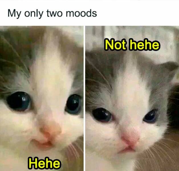 Adorable Cat Memes Guaranteed To Make You Smile