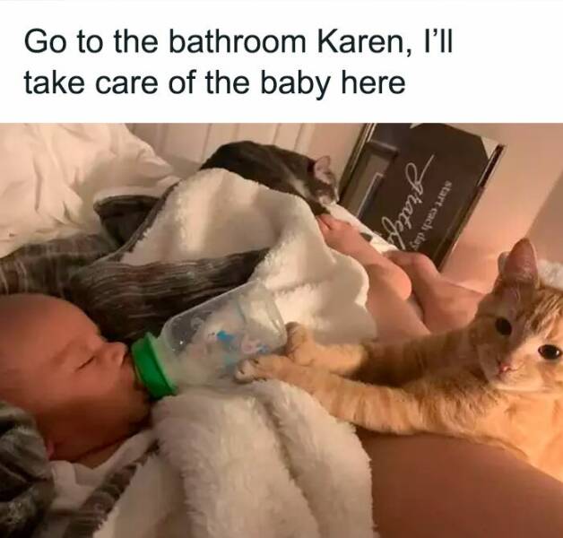 Adorable Cat Memes Guaranteed To Make You Smile