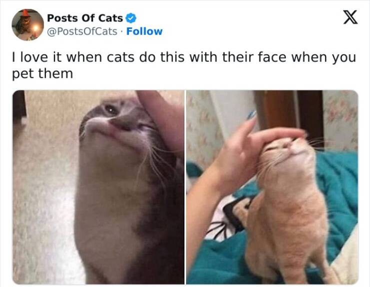 Adorable Cat Memes Guaranteed To Make You Smile
