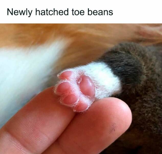 Adorable Cat Memes Guaranteed To Make You Smile