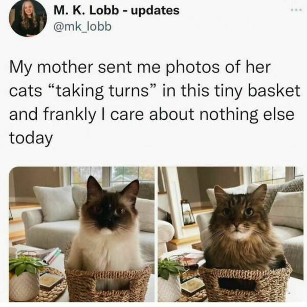 Adorable Cat Memes Guaranteed To Make You Smile