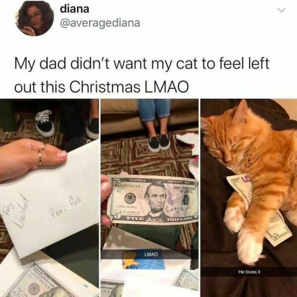 Adorable Cat Memes Guaranteed To Make You Smile