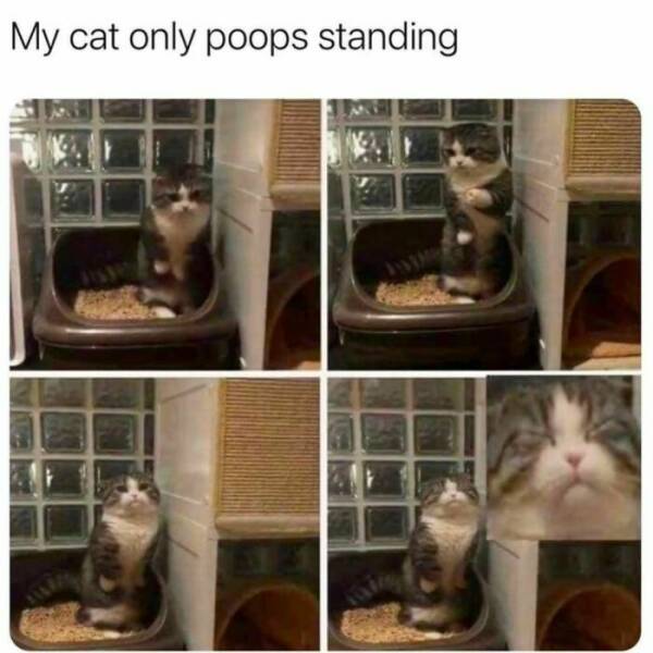 Adorable Cat Memes Guaranteed To Make You Smile
