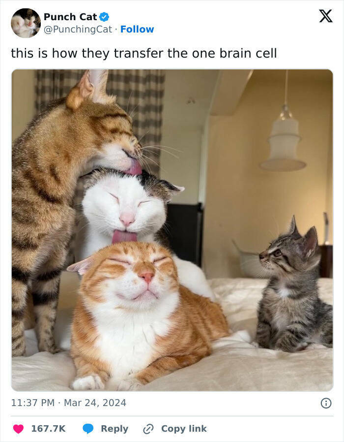 Adorable Cat Memes Guaranteed To Make You Smile