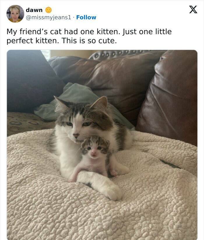 Adorable Cat Memes Guaranteed To Make You Smile