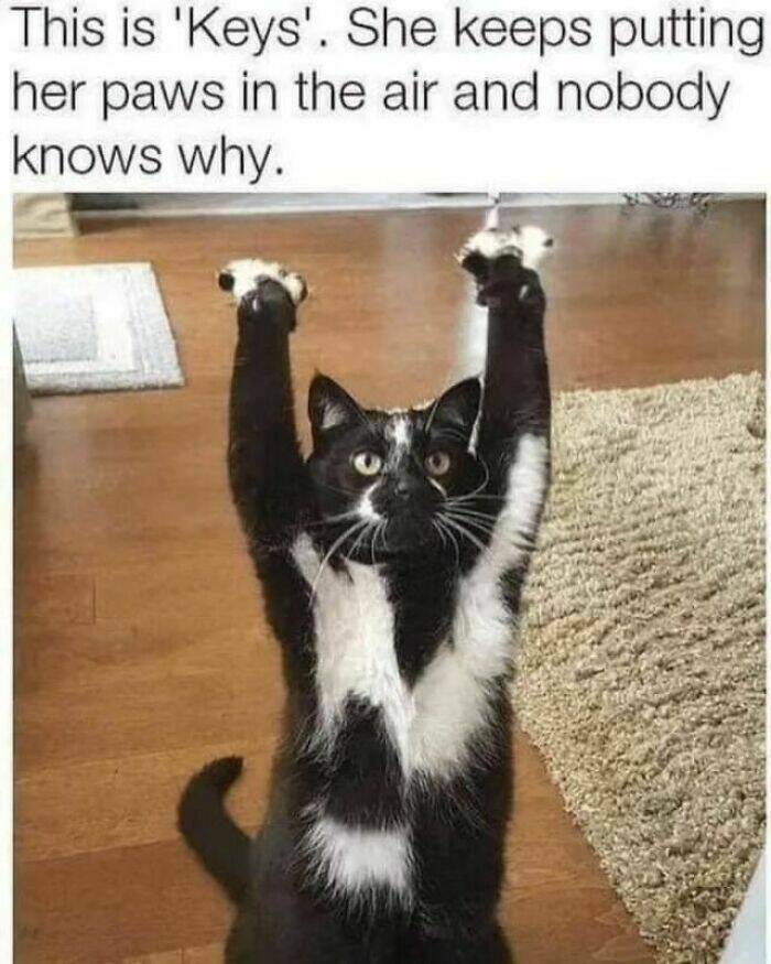 Adorable Cat Memes Guaranteed To Make You Smile