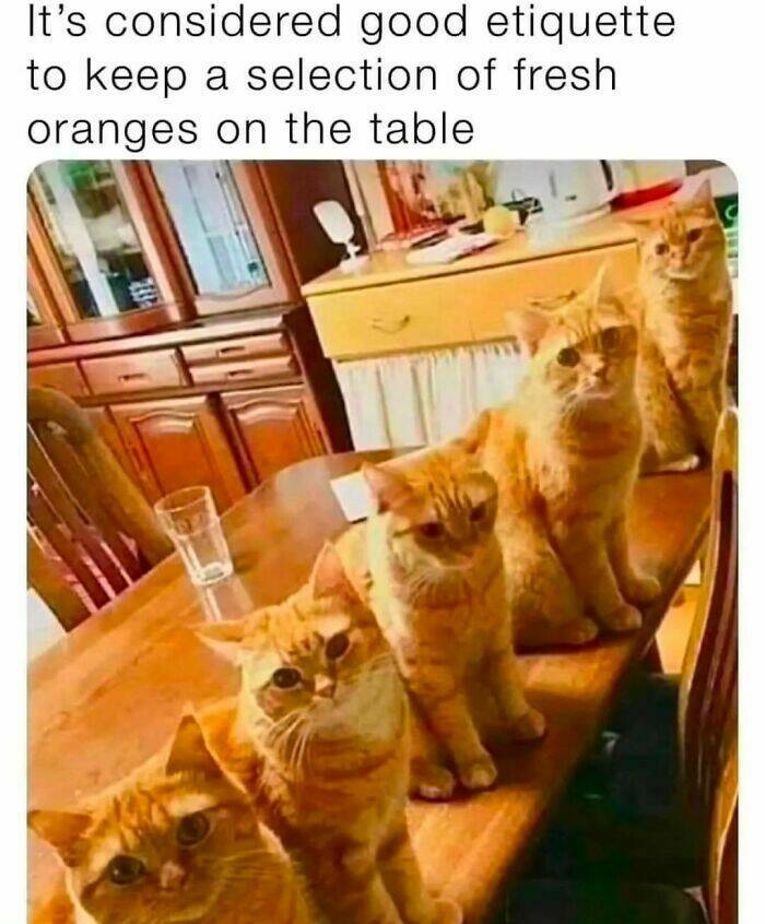 Adorable Cat Memes Guaranteed To Make You Smile