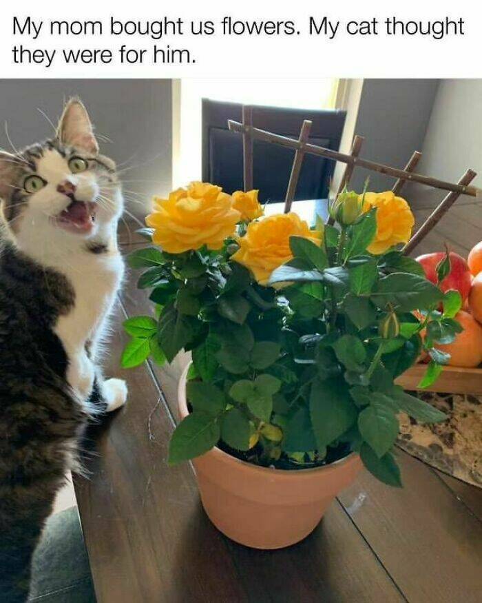 Adorable Cat Memes Guaranteed To Make You Smile